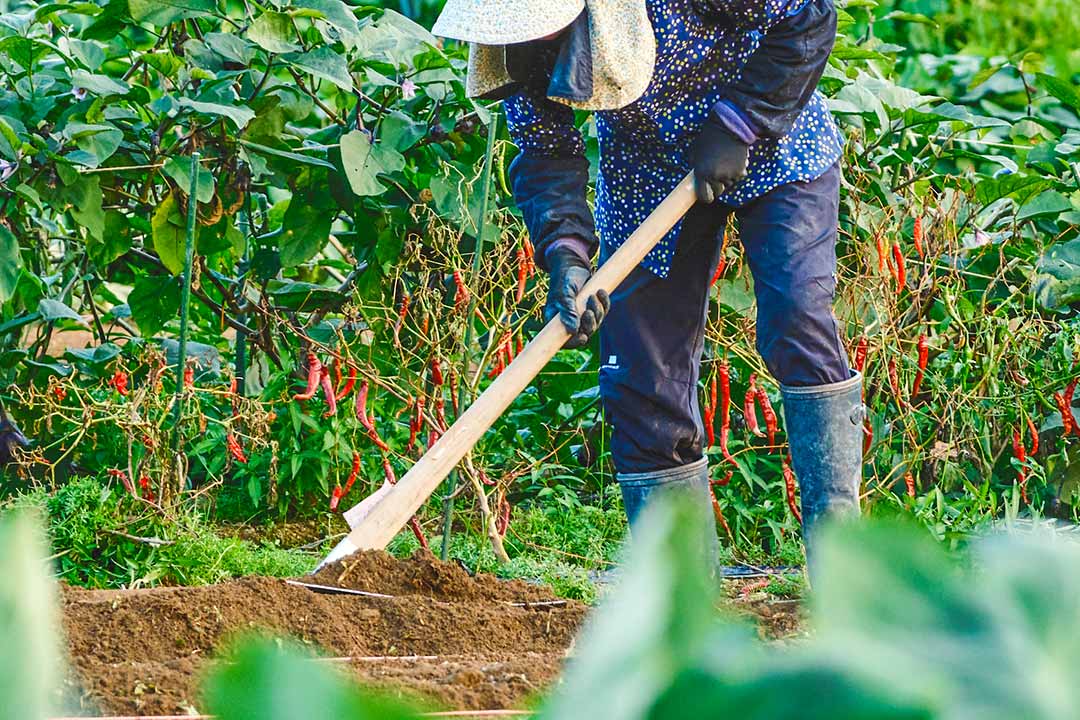 農作業のワークシェア