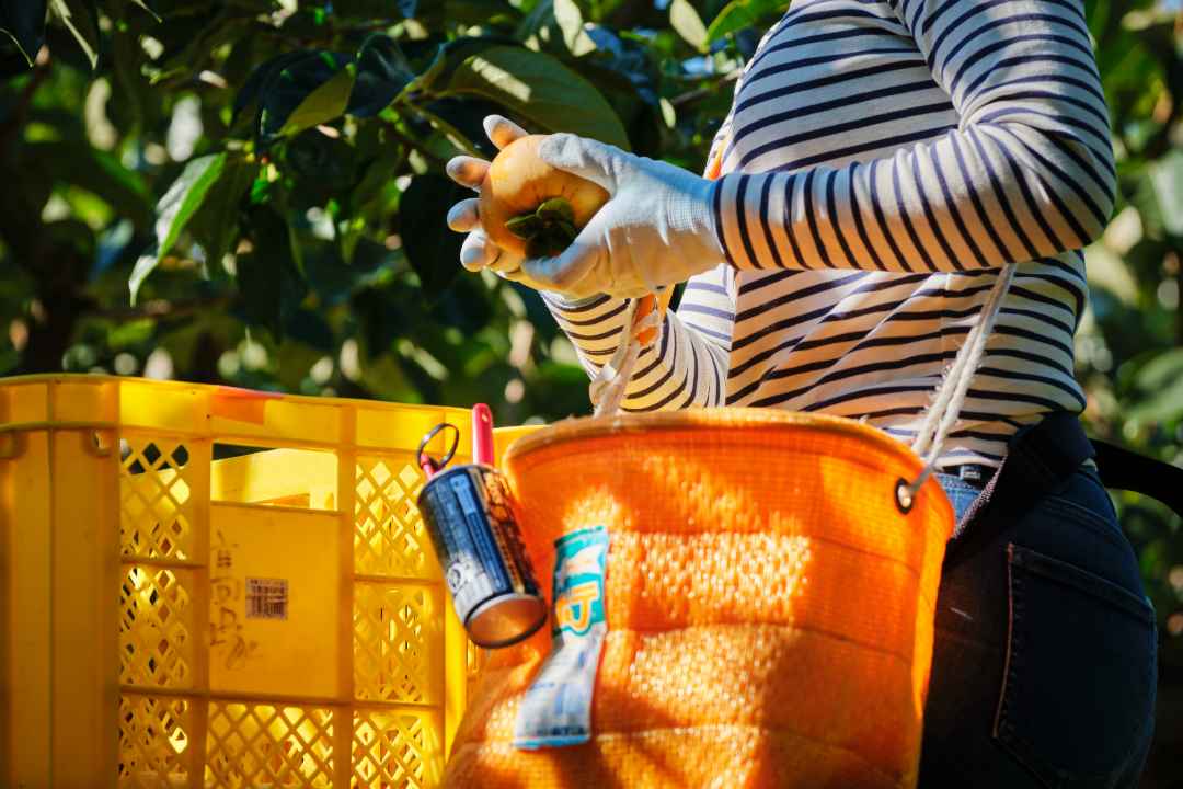 農業実習の様子