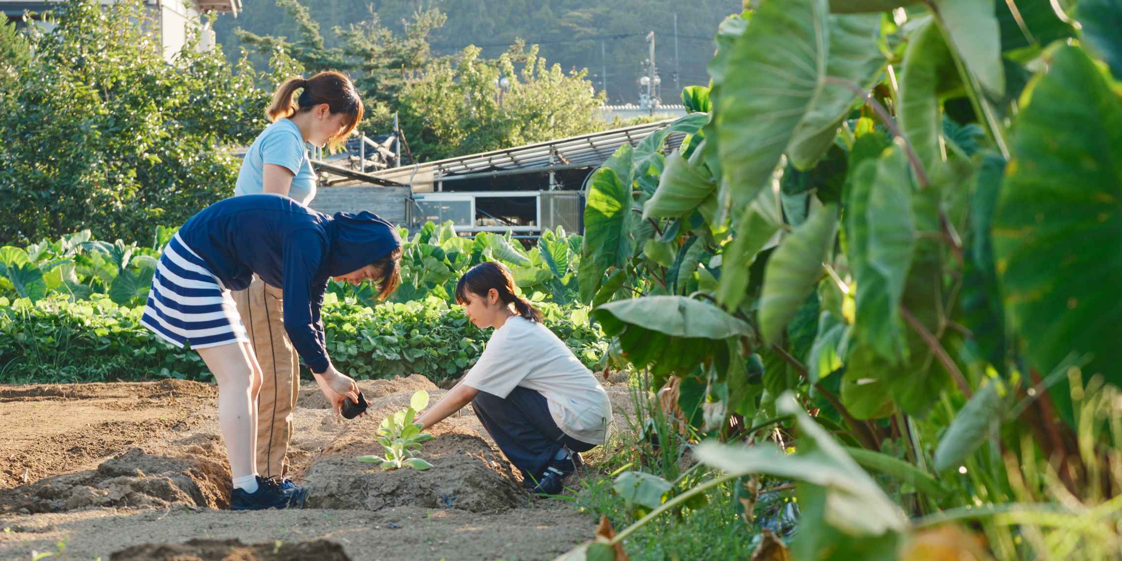 農業体験農園の様子