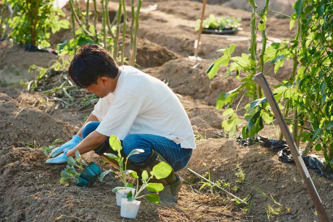 農業体験農園の様子