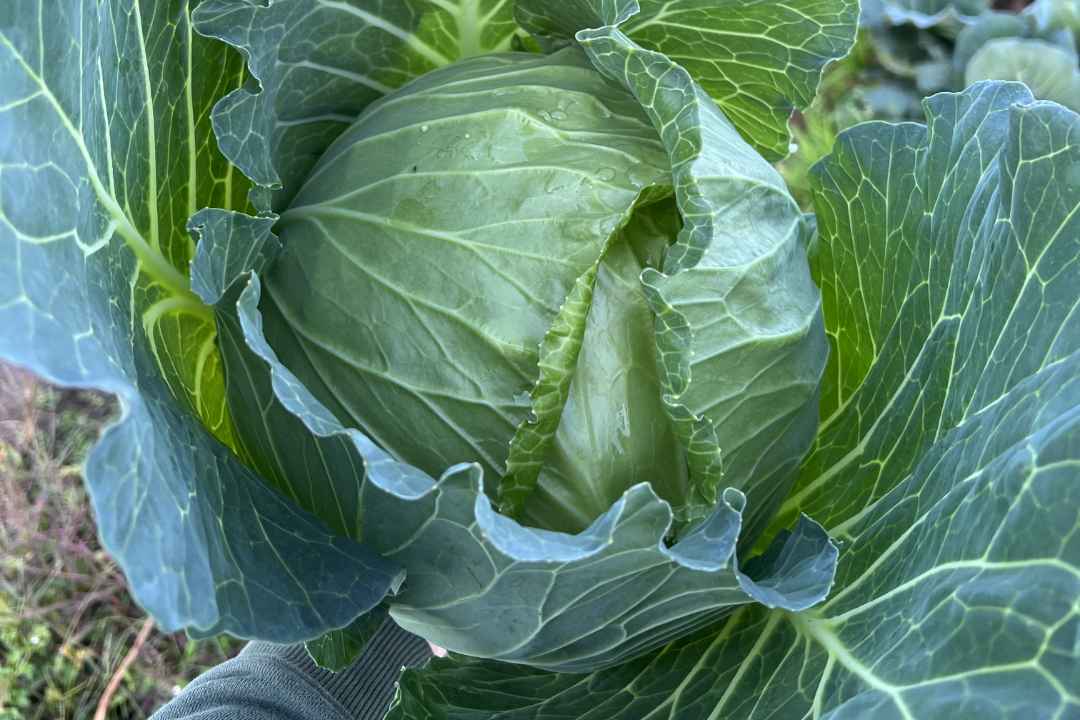 キャベツ