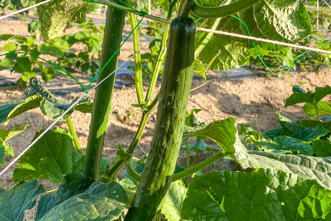 キュウリ