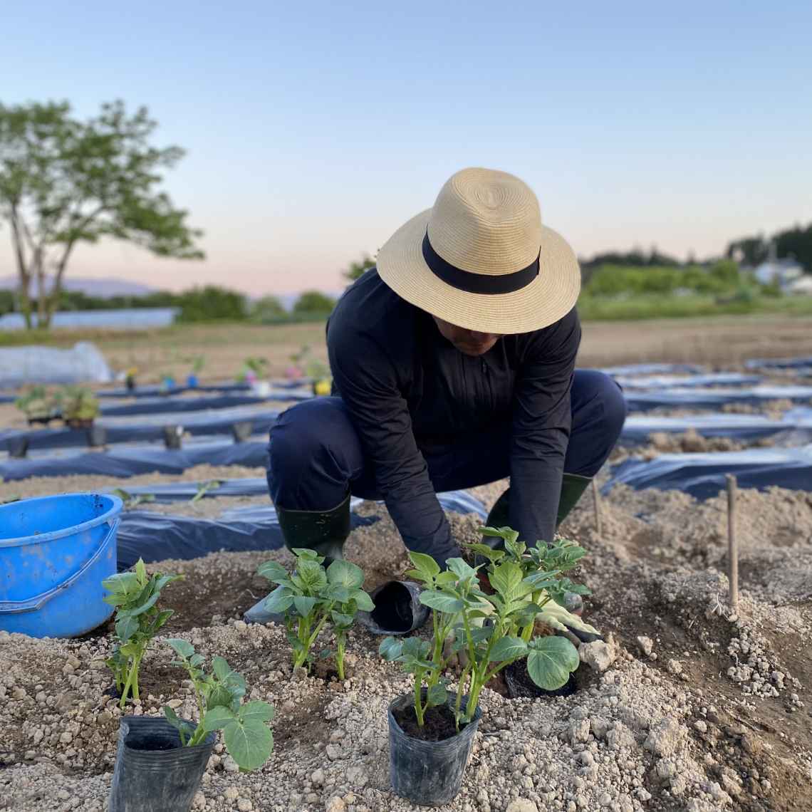 農業体験農園の様子