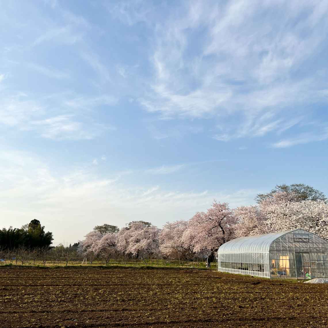 農業体験農園の様子
